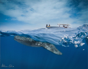 Over/Under on the move- the water was calm enough for spl... by Steven Miller 